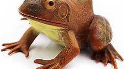 Gemini& Genius Tree Frog Realistic Hand Painted Toy for Backyear Decor, Carnival Game. Bullfrog Figurine Plastic Frogs Rubber Animal Toys for Educational, Role Play, Gifts for Ages 3 and Up Kids