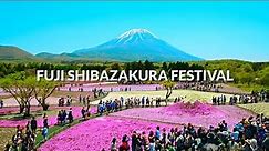 Fuji Shibazakura Festival, Mount fuji - Carpet of Flowers | One Minute Japan Travel Guide