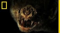 Vampire Bats! | Tales of the Weird