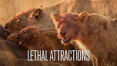 Lethal Attractions