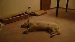 Meet Bizkit the Sleepwalking Dog.... - Custom Pet Collars