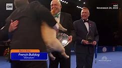 See the first French Bulldog win the National Dog Show