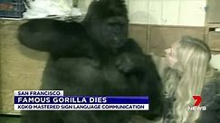 Famous gorilla dies