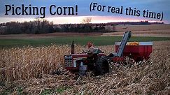 Picking Corn 2019 - Part 1