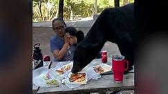Watch a black bear feast on family picnic as onlookers sit frozen