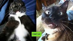 CATS WITH FUNNY FACE EXPRESSIONS 😸