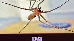 Top 10 Most Dangerous Spiders