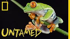 Red-Eyed Tree Frog | Untamed
