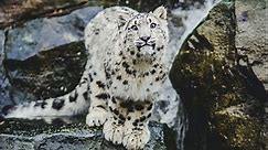 Snow Leopard Fact Sheet