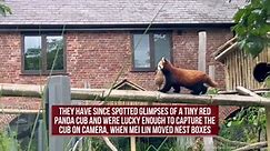 First-Ever Red Panda Cub's Debut Captured In UK Safari Park's Shared Footage