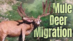 UNBELIEVABLE wildlife MIGRATION! - Story of Wyoming’s Mule Deer