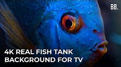 4K Real Aquarium | Colorful Fish Tank Relaxing ScreenSaver for TV, PC, LG TV, SAMSUNG TV