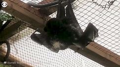 Birth of world's rarest fruit bat on camera