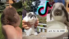 The CUTEST Bunnies on TikTok | Bunny COMPILATION