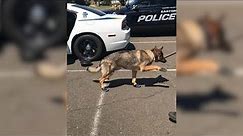 K9 Officer Walks Funny While Getting Used To New Booties