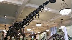 Gigantic dinosaur proclaimed biggest ever discovered