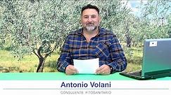Notiziario olivicolo Emilia Romagna 15 dicembre 2023