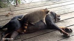 Dog And Raccoon Playing Together