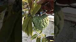 Custard-Apples On Our Terrace (January, 2022): Fruits Of Hand-Pollination Technique