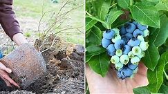How to Grow Blueberries, Complete Growing Guide