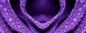 1080P HD Desktop Wallpaper Purple
