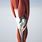 3D Knee Anatomy
