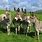 4 Donkeys