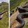 49-Foot Giant Snake