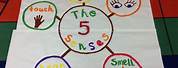 5 Senses Project Ideas for 1st Grade