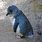 A Blue Penguin