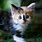 A Calico Kitten