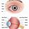 A Diagram of the Eye