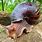 A Giant African Snail
