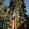 A Redwood Tree