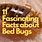 About Bed Bugs
