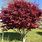 Acer Palmatum Bloodgood Tree