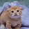 Adorable Munchkin Cat
