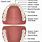 Adult Dental Anatomy