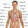 Adult Human Body Organ Anatomy