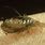 Adult Lice Bug