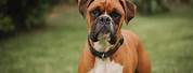 Adult Male Boxer Dog