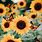 Aesthetic Flowers Sunflower