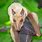 African Buttikofer Epaulatted Fruit Bat