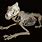 African Lion Skeleton
