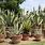 Agave Plants in Pots