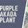 Akada Plant