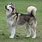 Alaskan Malamute Siberian Husky Dogs