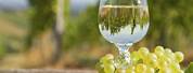 Albarino Wine Glasses