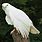 Albino Eagle