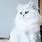 Albino Persian Cat